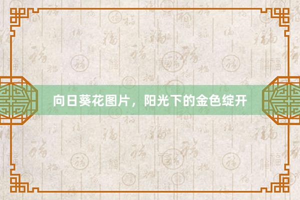 向日葵花图片，阳光下的金色绽开